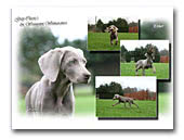 Weimaraners Grey Classics & Weimpoint