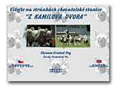 Chinese Crested Dogs Kennel z Kamilova Dvora